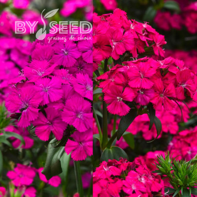 OEillet de poète hybride Amazon Neon Duo