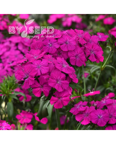 OEillet de poète hybride Amazon Neon Duo