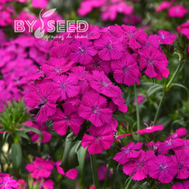 OEillet de poète hybride Amazon Neon Duo