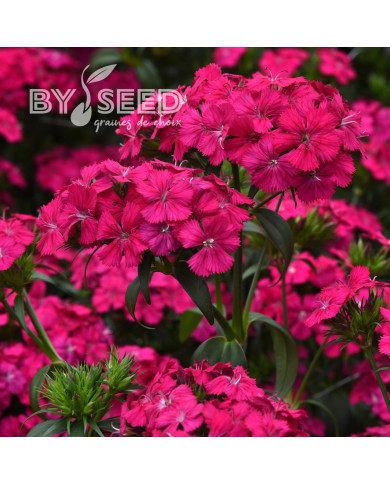 OEillet de poète hybride Amazon Neon Duo