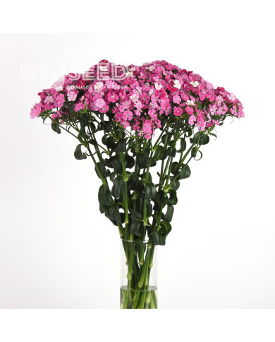 OEillet de poète hybride Amazon Rose Magic