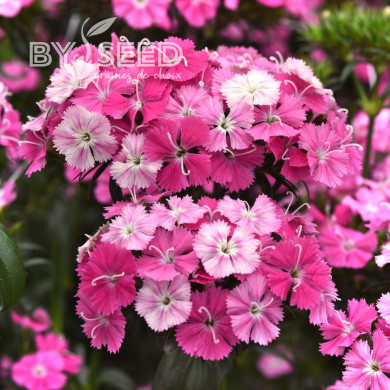 OEillet de poète hybride Amazon Rose Magic