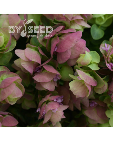 Origan rotundifolium Kirigami (graines enrobées)