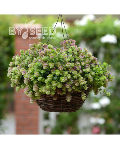 Origan rotundifolium Kirigami (graines enrobées)