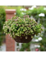 Basilic Purple Ruffles