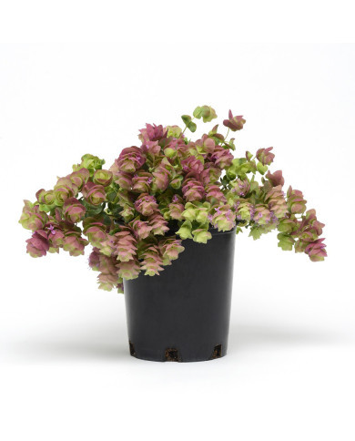 Origan rotundifolium Kirigami (graines enrobées)