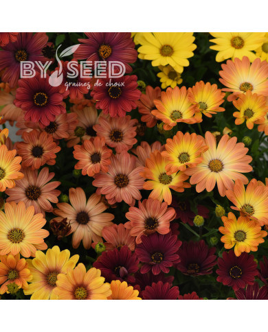 Osteospermum Akila Sunset Shades