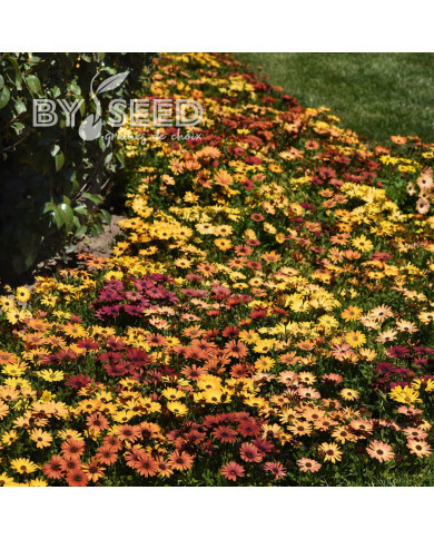 Osteospermum Akila Sunset Shades