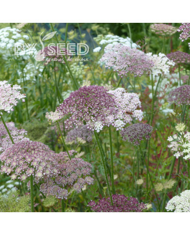 Carotte ornementale Dara