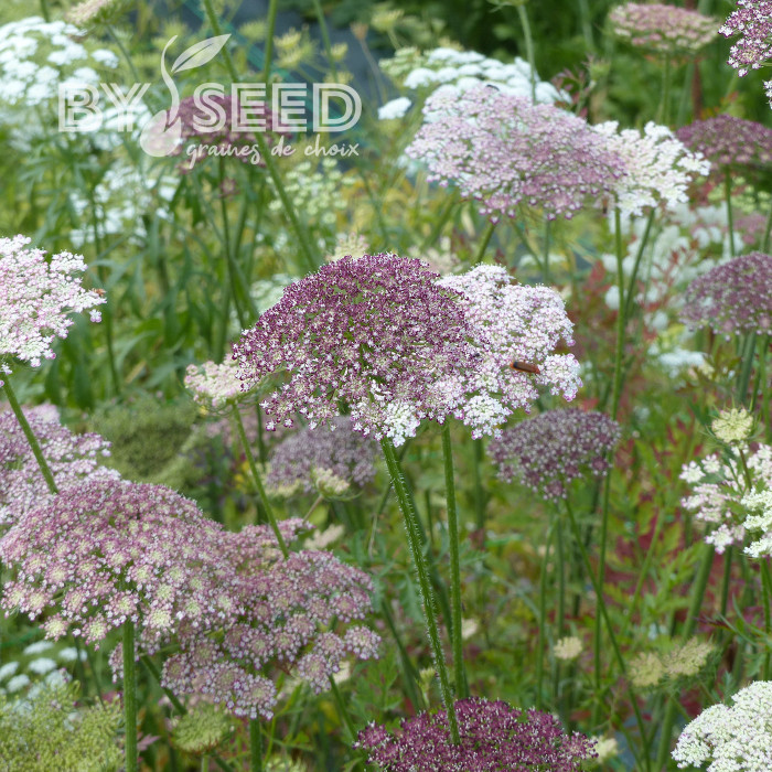 Carotte ornementale Dara