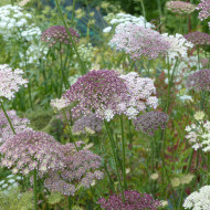 Carotte ornementale Dara