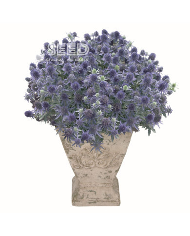 Eryngium planum Blue Hobbit