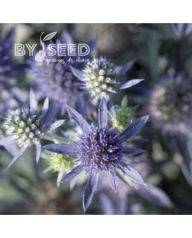 Eryngium planum Blue Hobbit