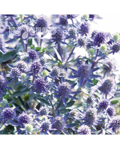 Eryngium planum Blue Hobbit