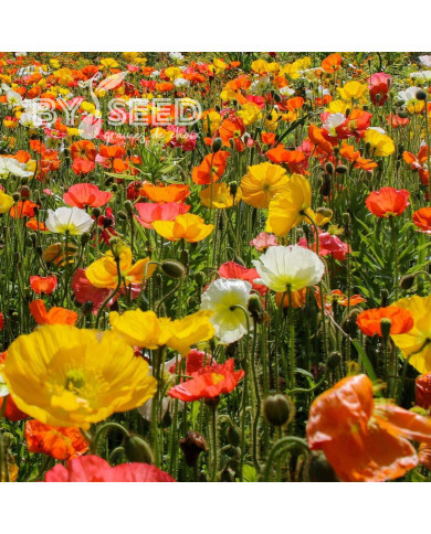 Pavot d'Islande Champagne Bubbles F1 Mix