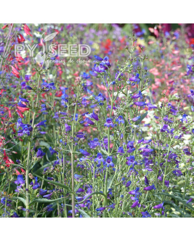 Penstemon barbatus Twizzle Blue
