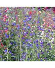 Pavot d'Orient nain Allegro