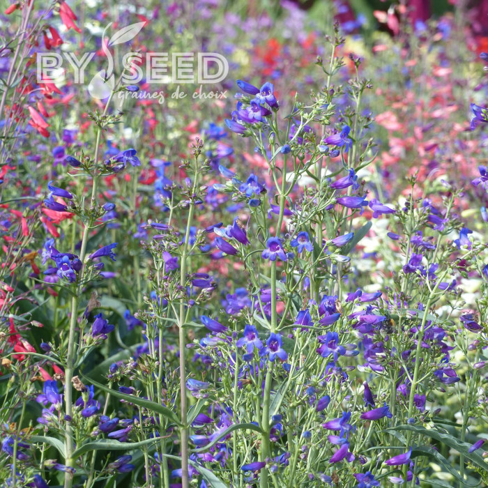 Penstemon barbatus Twizzle Blue