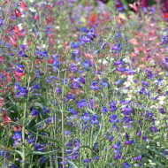 Penstemon barbatus Twizzle Blue