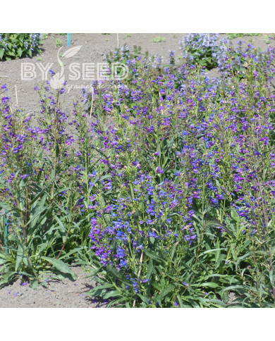 Penstemon barbatus Twizzle Blue