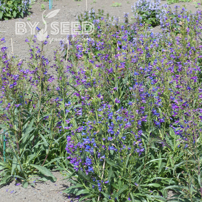 Penstemon barbatus Twizzle Blue