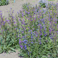 Penstemon barbatus Twizzle Blue