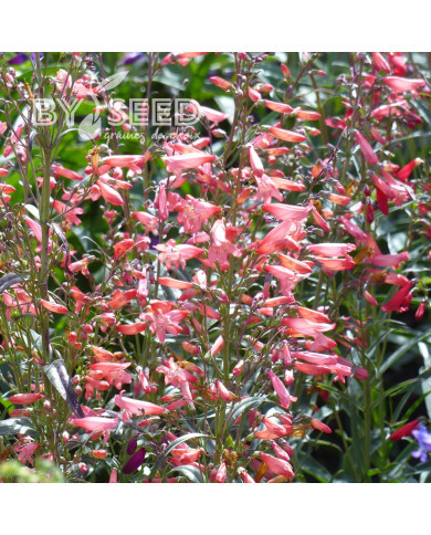 Penstemon barbatus Twizzle Coral