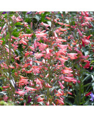 Penstemon barbatus Twizzle Blue
