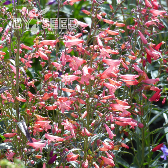 Penstemon barbatus Twizzle Coral