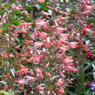Penstemon barbatus Twizzle Coral