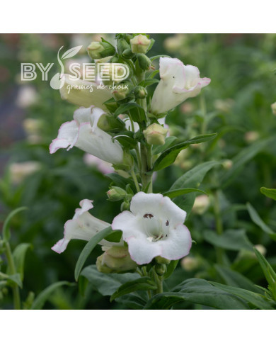 Penstémon hartwegii Arabesque Appleblossom