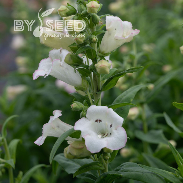 Penstémon hartwegii Arabesque Appleblossom