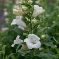 Penstémon hartwegii Arabesque Appleblossom