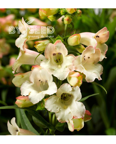 Penstémon hartwegii Arabesque Appleblossom