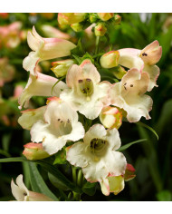 Penstémon hartwegii Arabesque Orchid