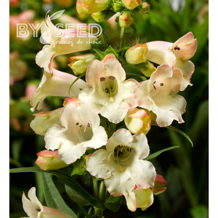 Penstémon hartwegii Arabesque Appleblossom