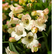 Penstémon hartwegii Arabesque Appleblossom