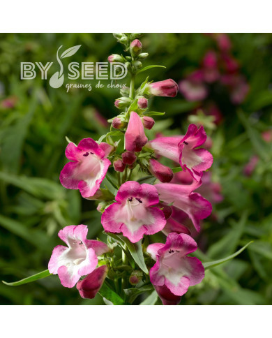 Penstémon hartwegii Arabesque Orchid