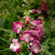 Penstémon hartwegii Arabesque Orchid