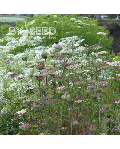 Carotte ornementale Dara