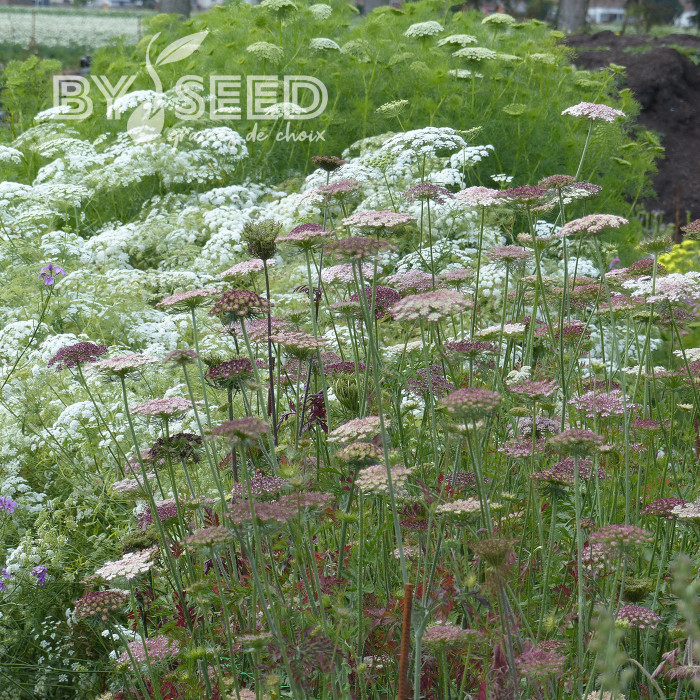 Carotte ornementale Dara