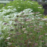 Carotte ornementale Dara