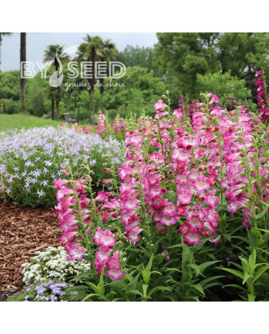 Penstémon hartwegii Arabesque Orchid