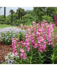 Penstémon hartwegii Arabesque Appleblossom