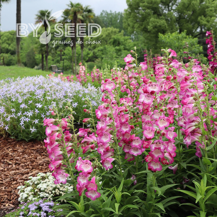 Penstémon hartwegii Arabesque Orchid
