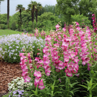 Penstémon hartwegii Arabesque Orchid