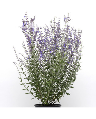 Pérovskia Blue Steel