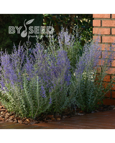 Pérovskia Blue Steel