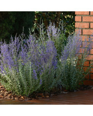 Phacélie tanacetifolia Bleue