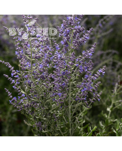 Pérovskia Blue Steel